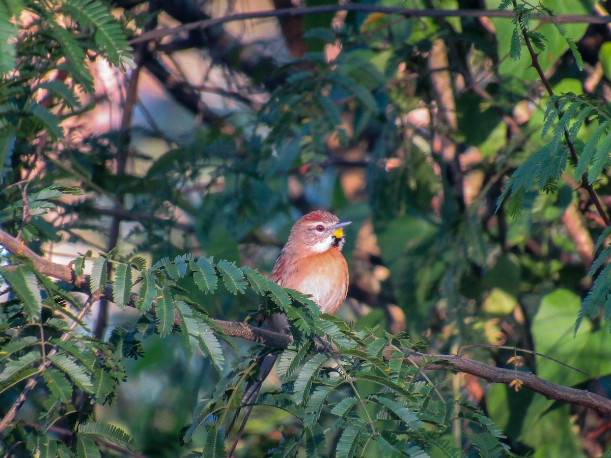 Chotoy Spinetail - ML618144517
