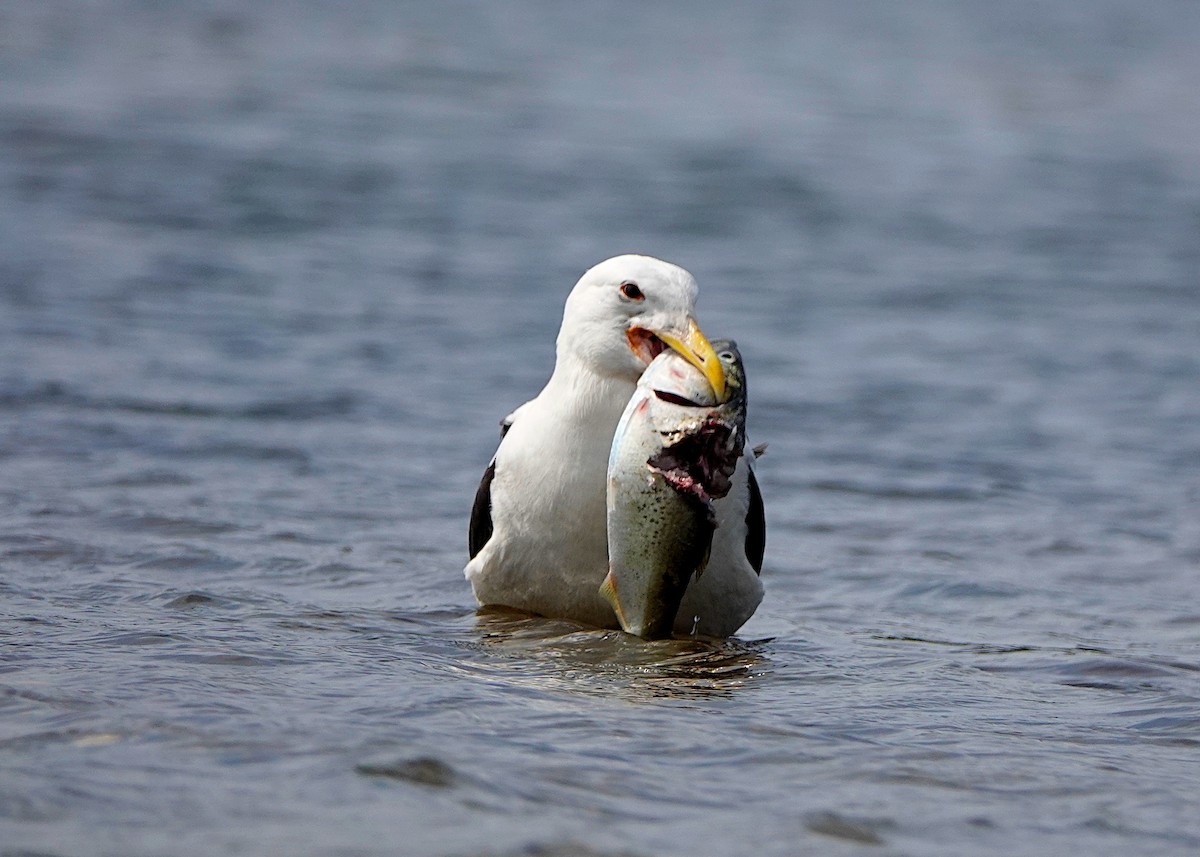 Great Black-backed Gull - Peter Fang/ Gloria Smith