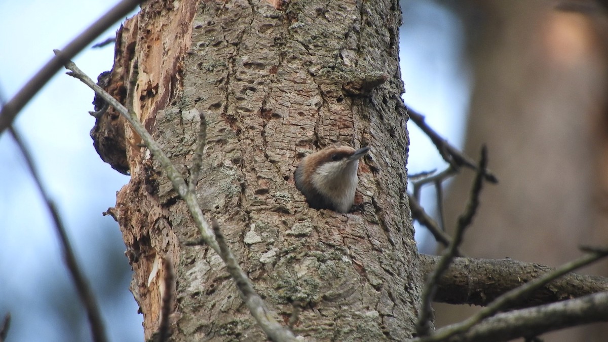 Brown-headed Nuthatch - ML618144550