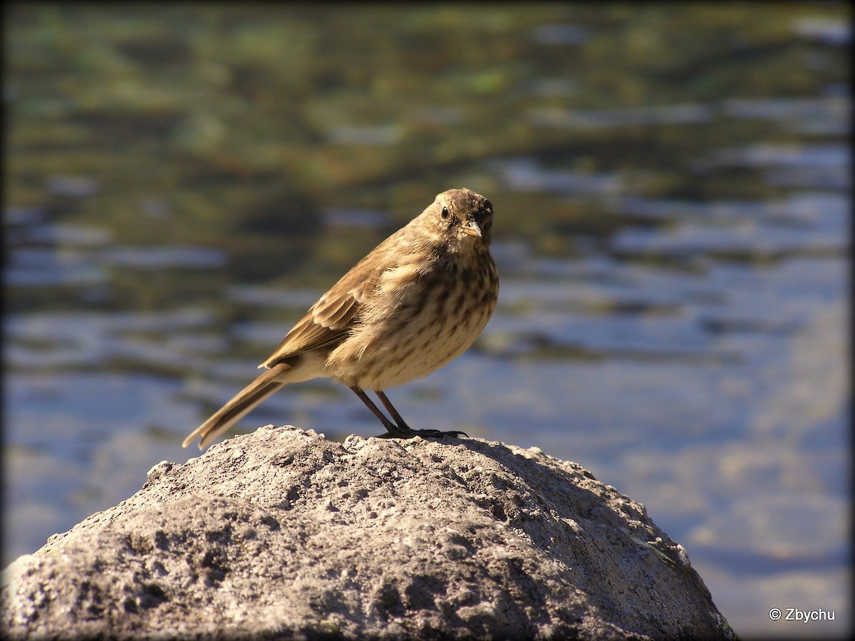 Water Pipit - ML618144610