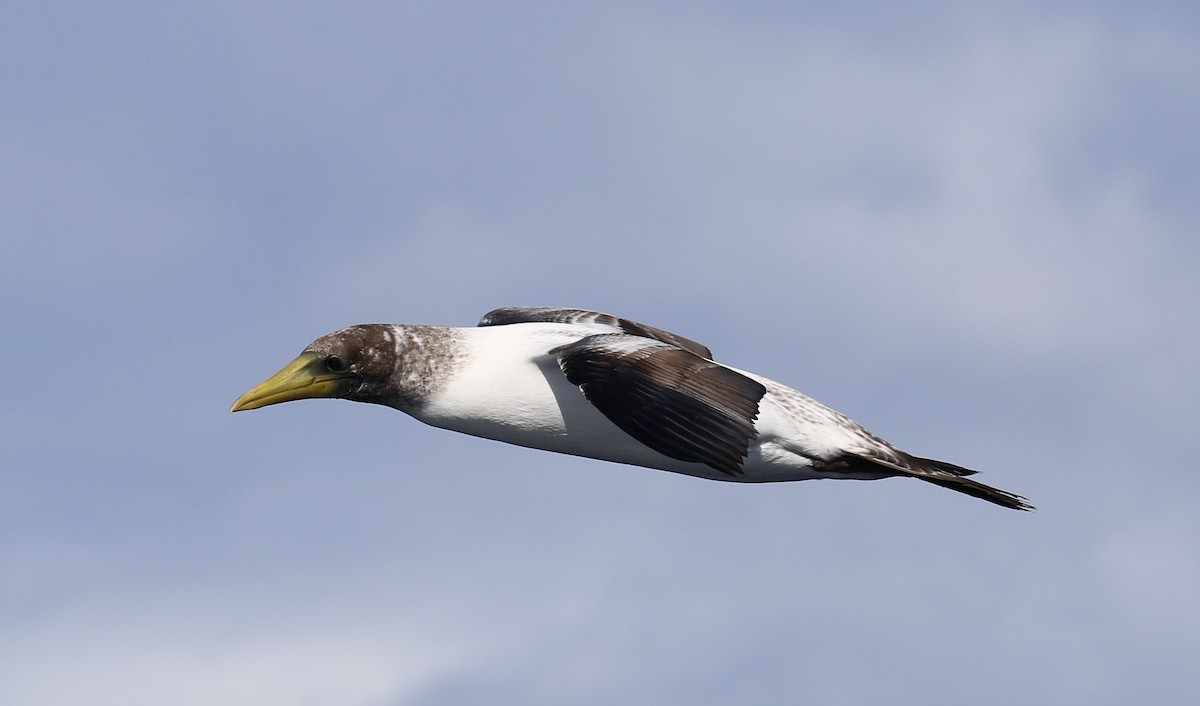 Masked Booby - ML618144616