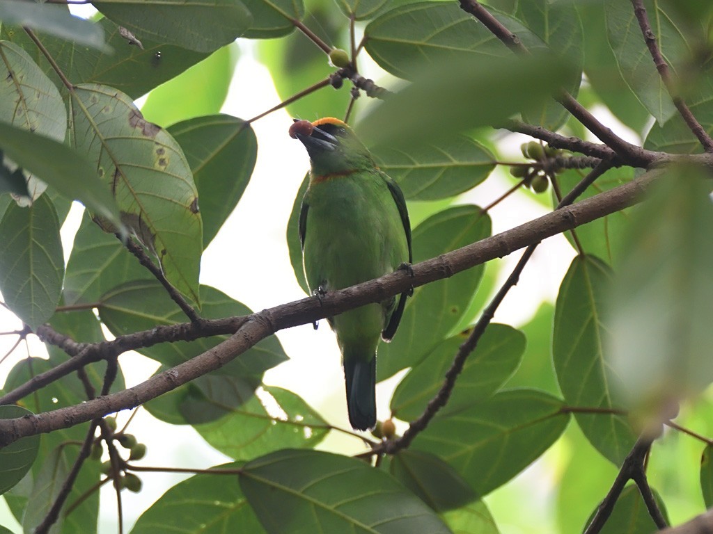 Flame-fronted Barbet - ML618144624