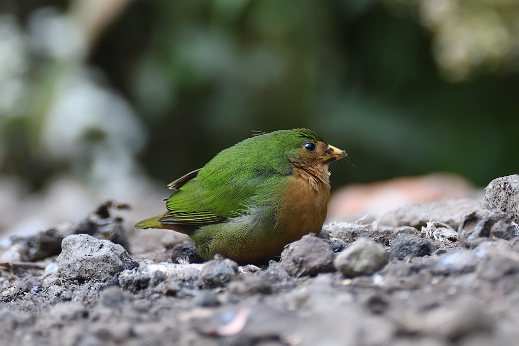Tawny-breasted Parrotfinch - ML618144685