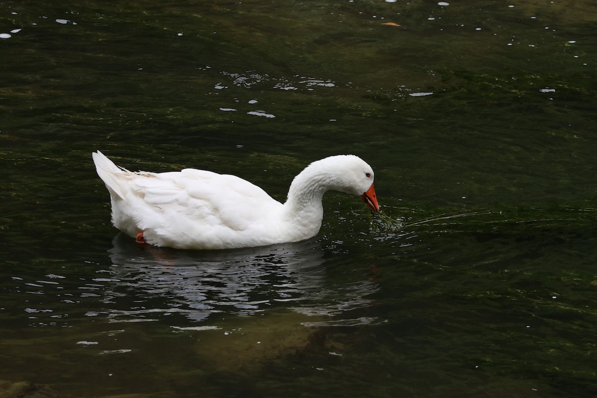Graylag Goose (Domestic type) - ML618144688