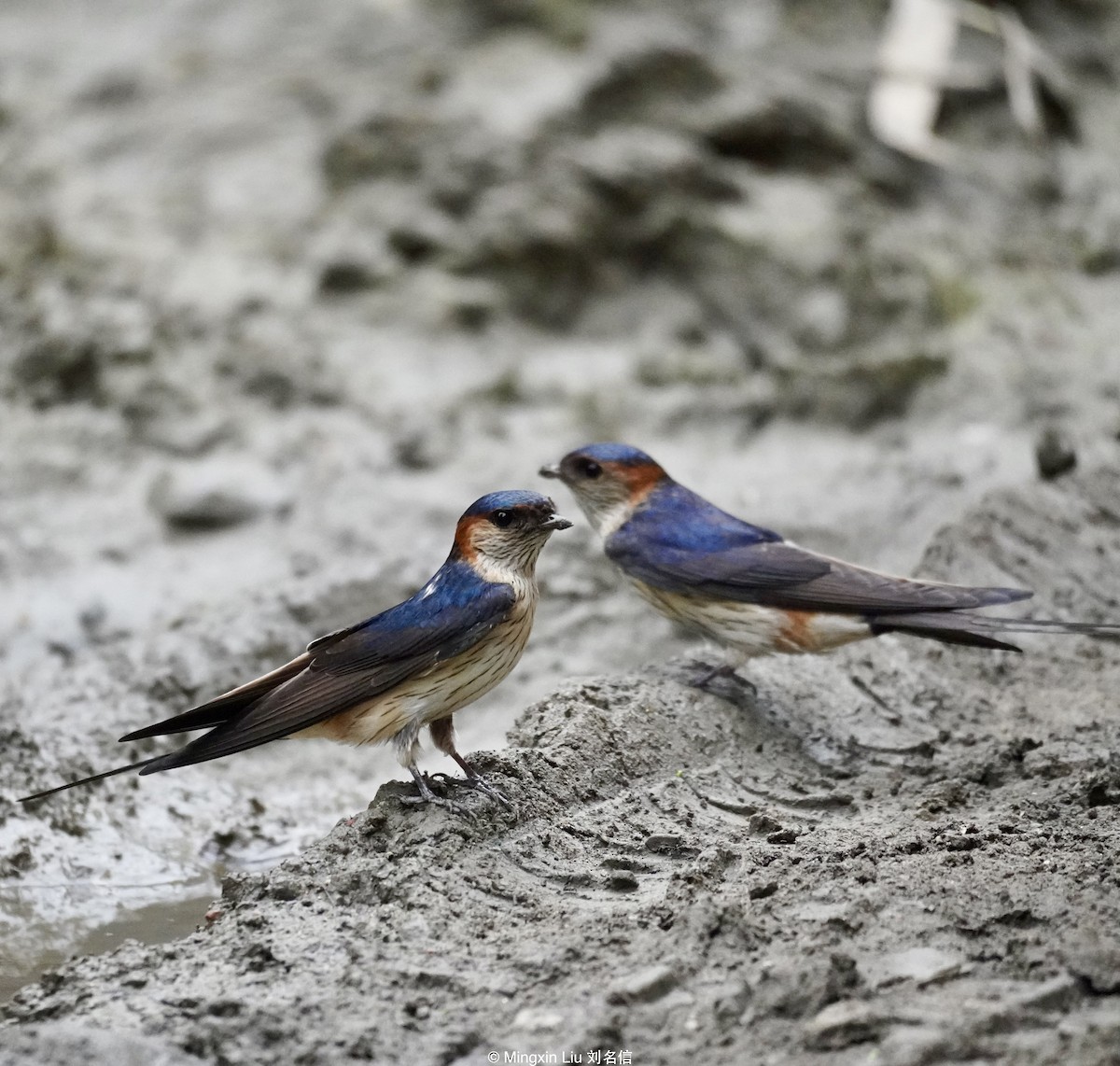 Red-rumped Swallow - ML618144711