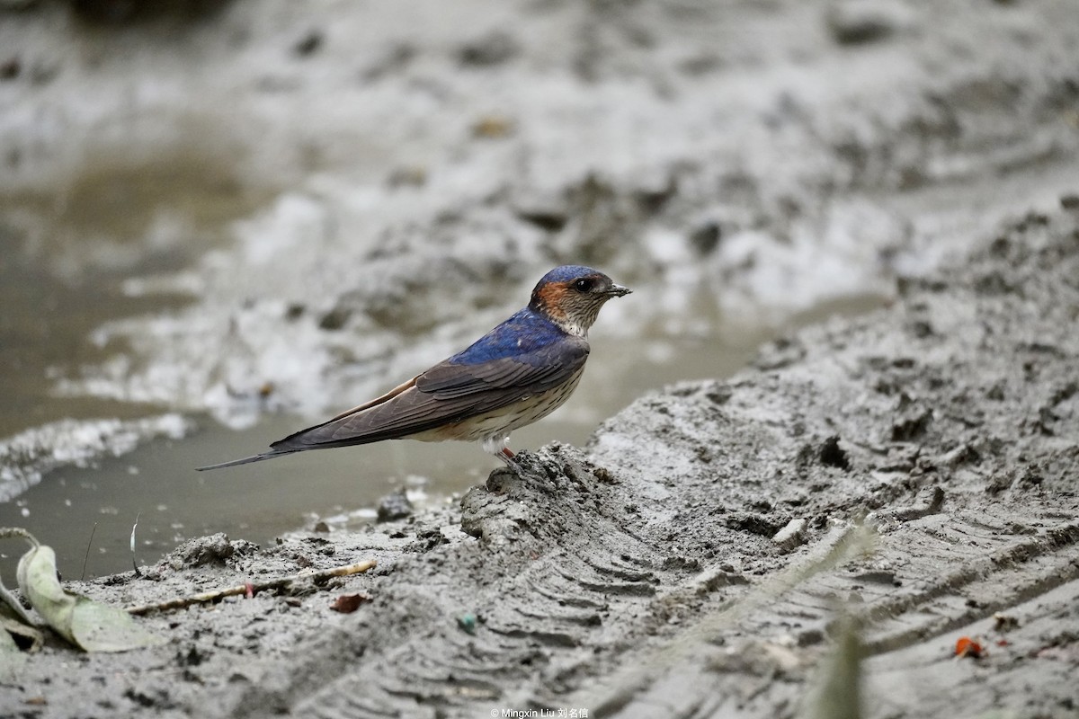 Red-rumped Swallow - ML618144712