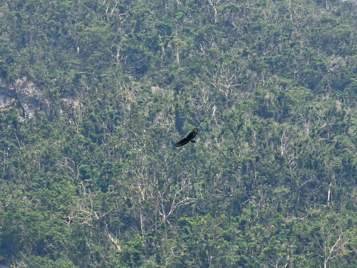Crested Serpent-Eagle - jason wu