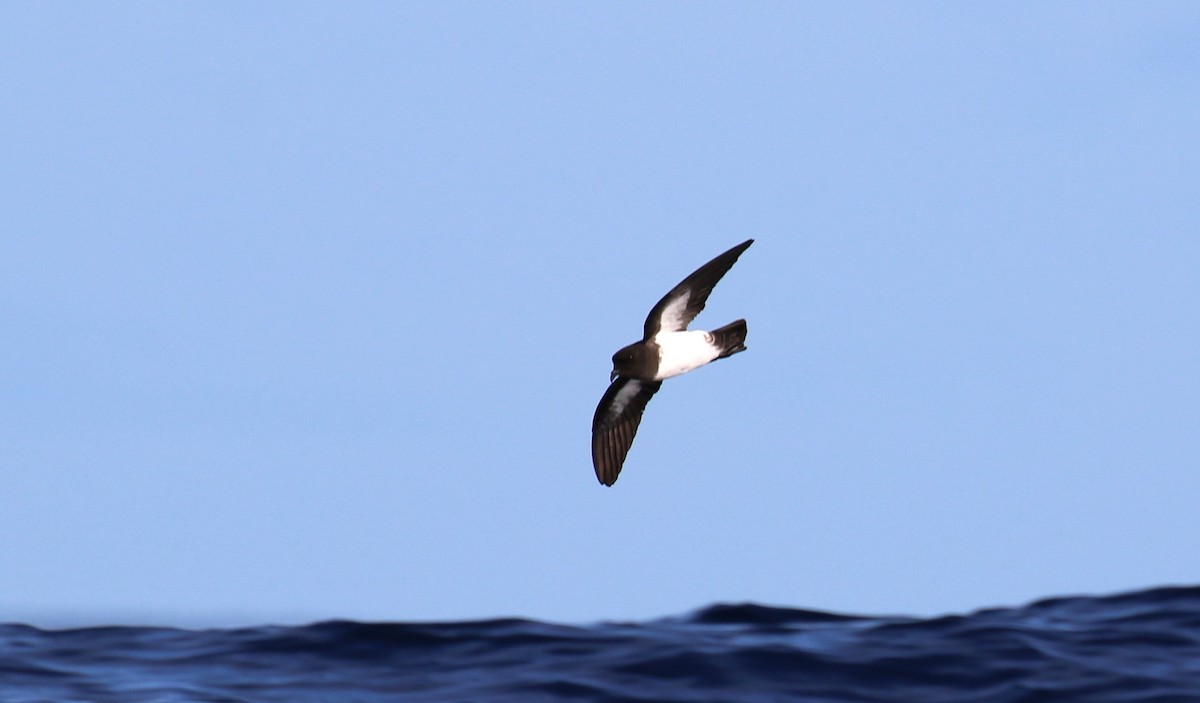 White-bellied Storm-Petrel - Mel Mitchell
