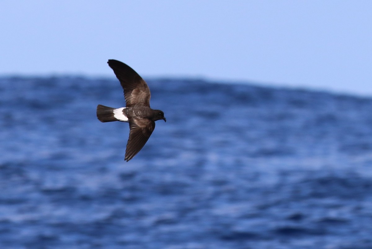 White-bellied Storm-Petrel - Mel Mitchell