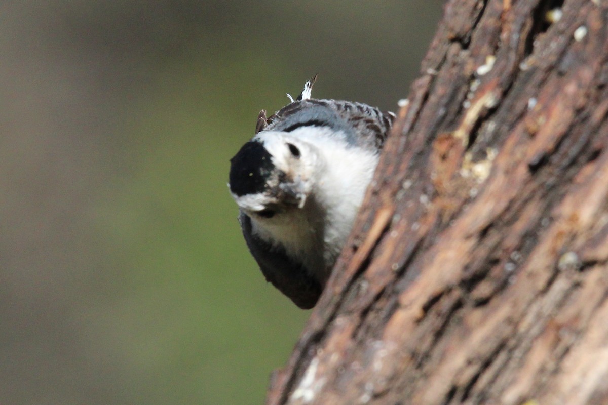 White-breasted Nuthatch - ML618144812