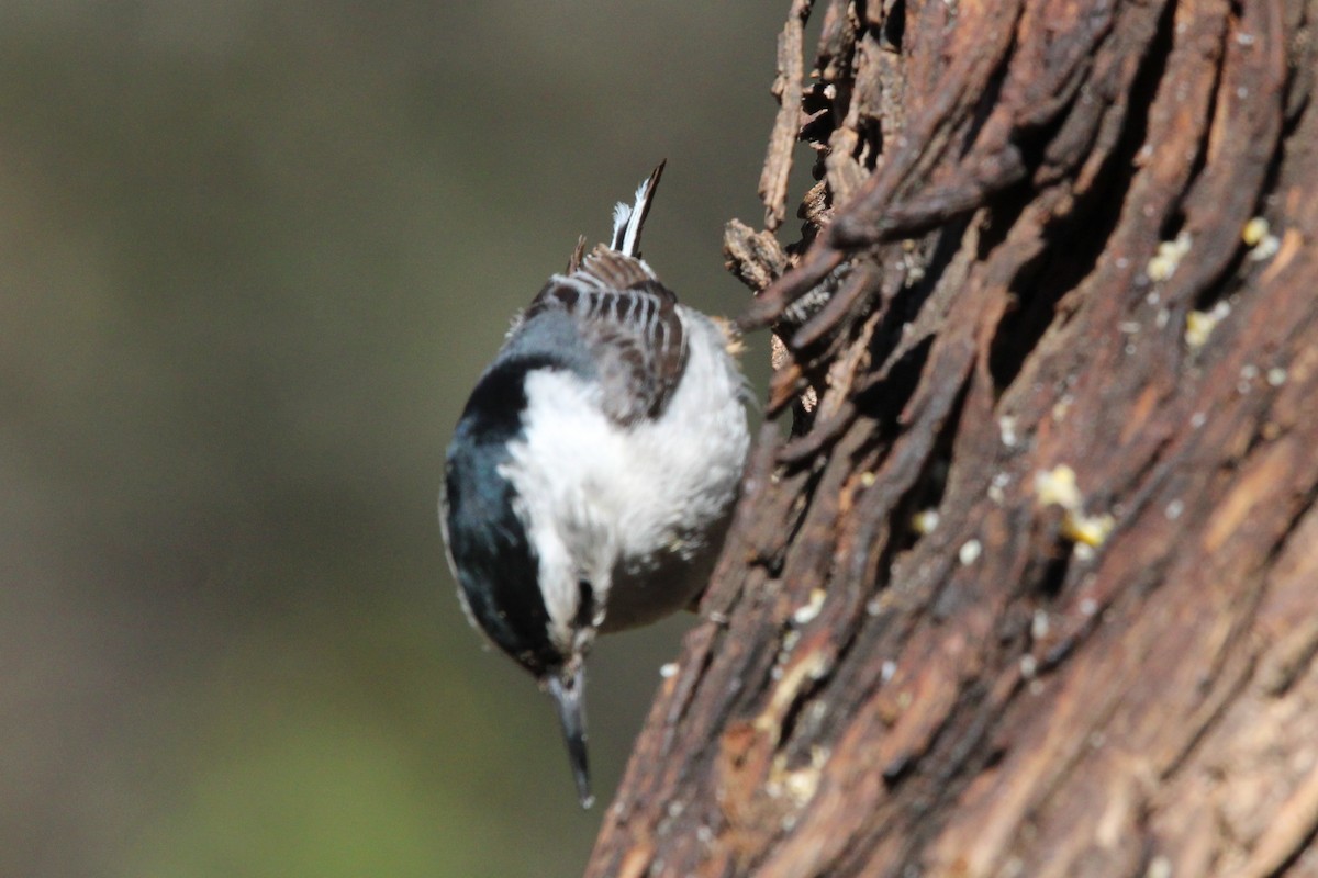 White-breasted Nuthatch - ML618144813