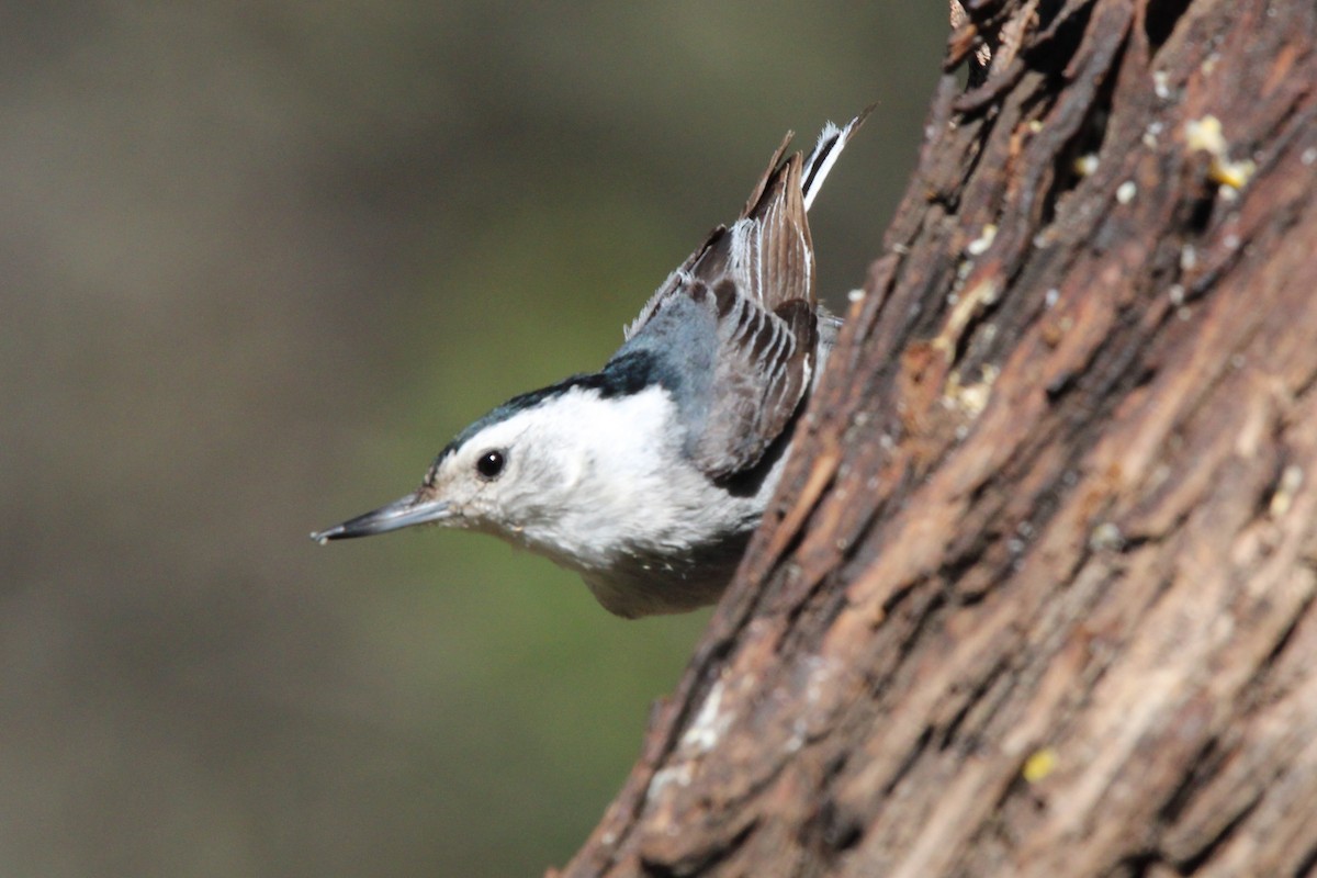 White-breasted Nuthatch - ML618144814
