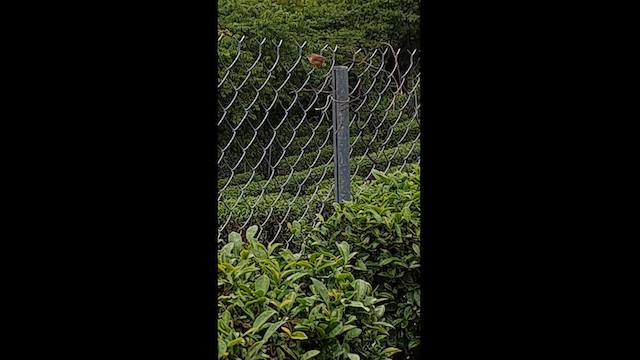 Brownish-flanked Bush Warbler (Taiwan) - ML618144851
