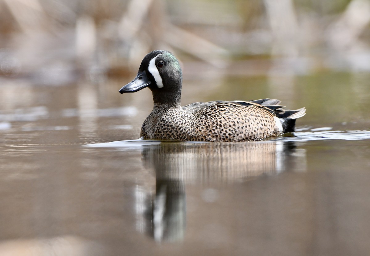 Blue-winged Teal - ML618144869