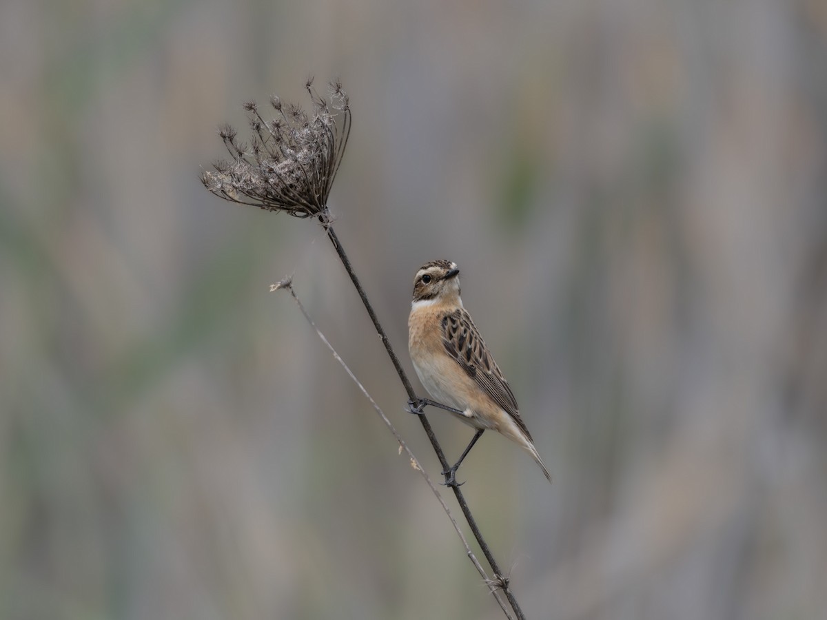Whinchat - ML618144913