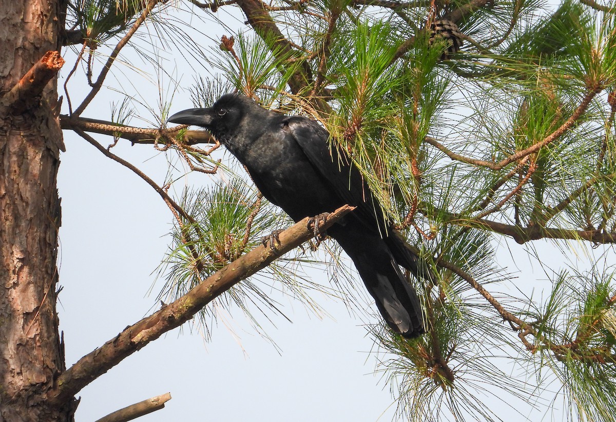 Large-billed Crow - ML618144930