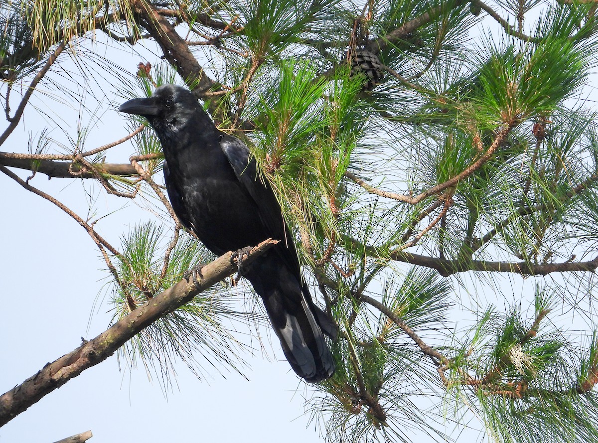 Large-billed Crow - ML618144931