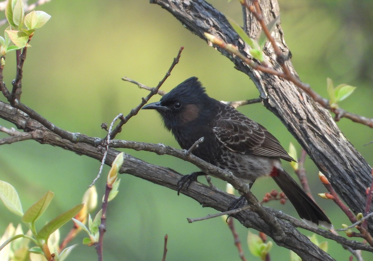 Red-vented Bulbul - ML618144936