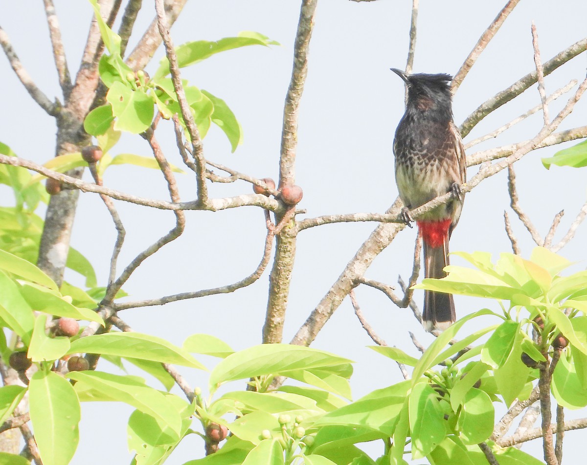 Red-vented Bulbul - ML618144937