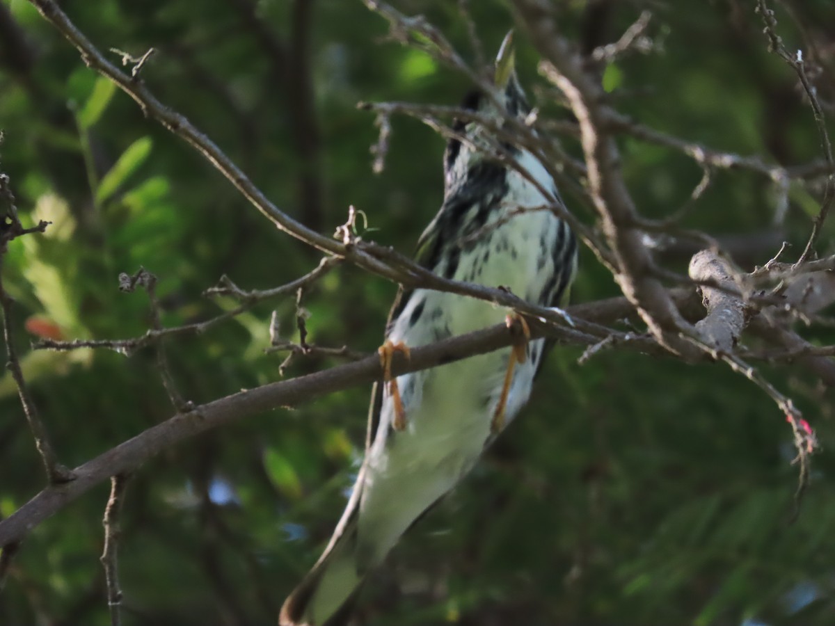 Blackpoll Warbler - robert wellens