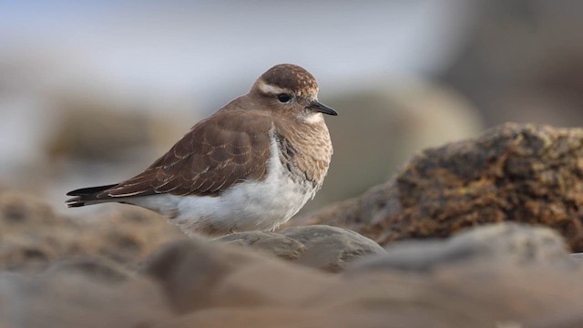 Rufous-chested Dotterel - ML618144949