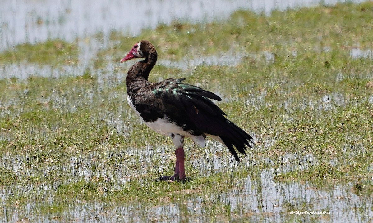 Spur-winged Goose - ML618144986