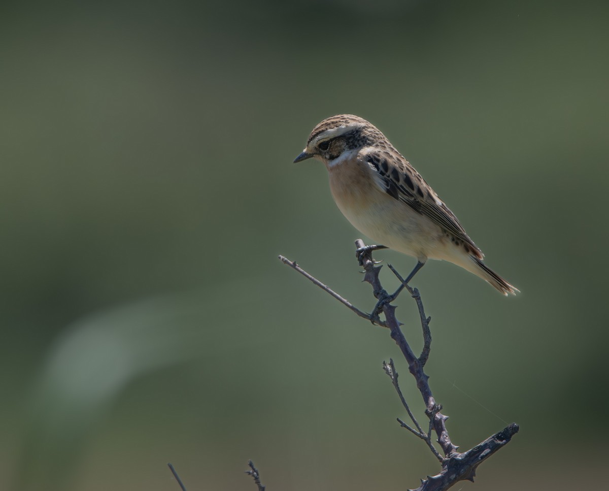 Whinchat - ML618144995