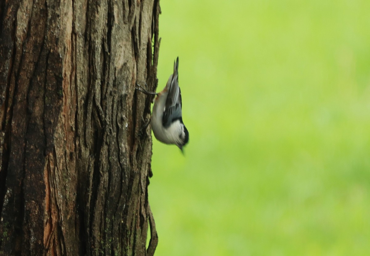 White-breasted Nuthatch - Charlotte Croshaw