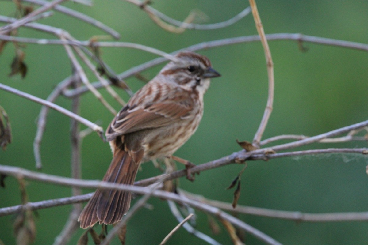 Song Sparrow - Karen Blocher