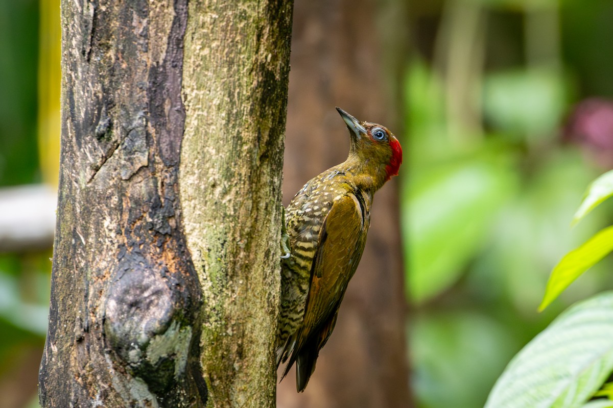 Rufous-winged Woodpecker - ML618145045