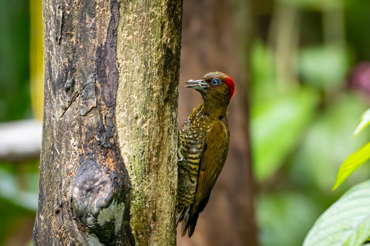 Rufous-winged Woodpecker - ML618145046