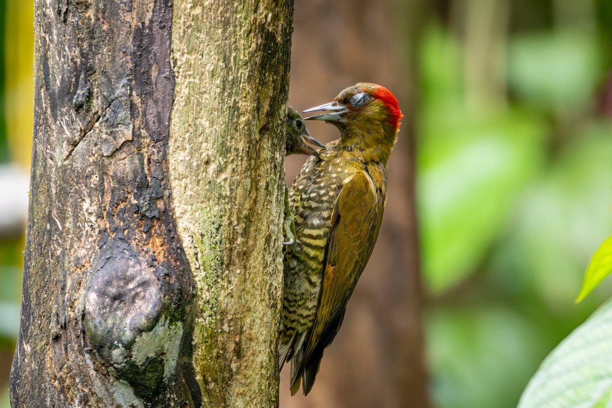 Rufous-winged Woodpecker - ML618145047