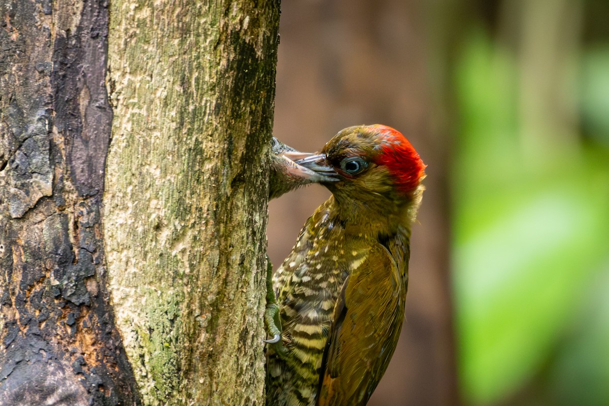 Rufous-winged Woodpecker - ML618145049
