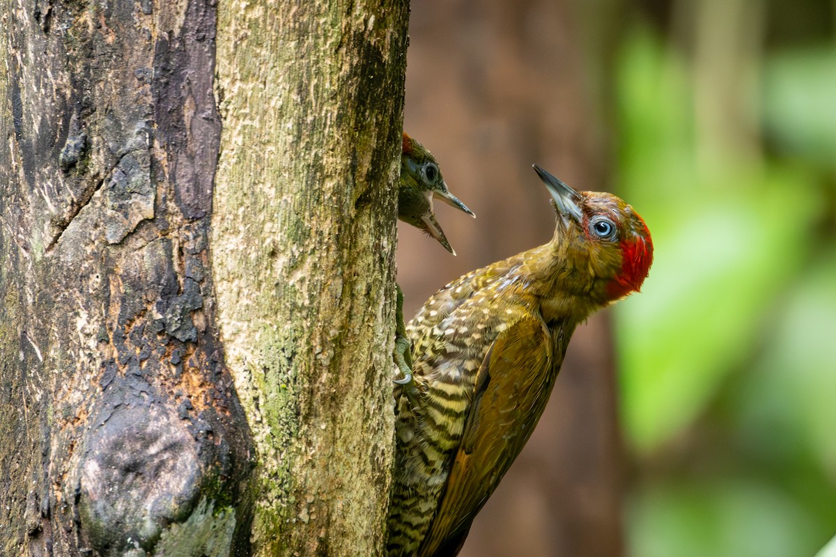 Rufous-winged Woodpecker - ML618145050