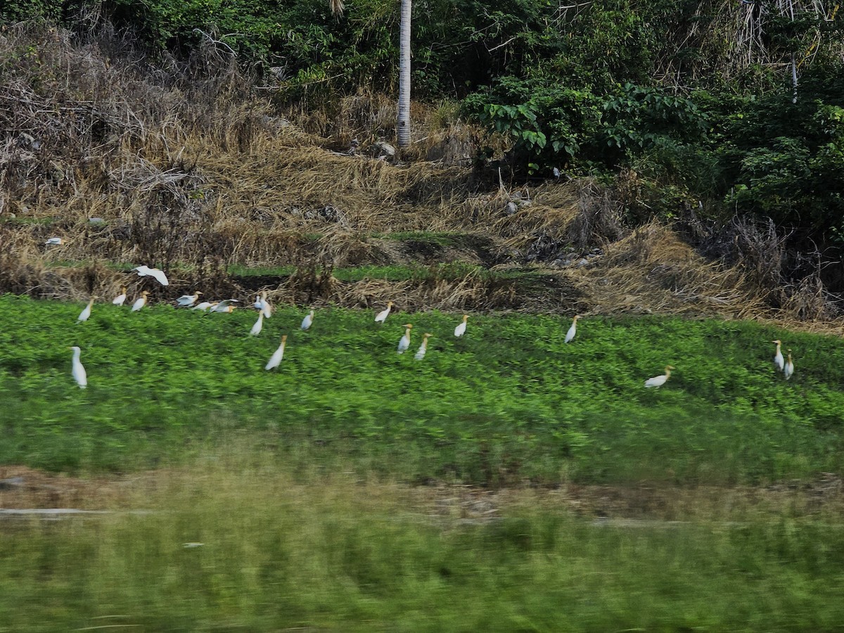 Eastern Cattle Egret - jason wu