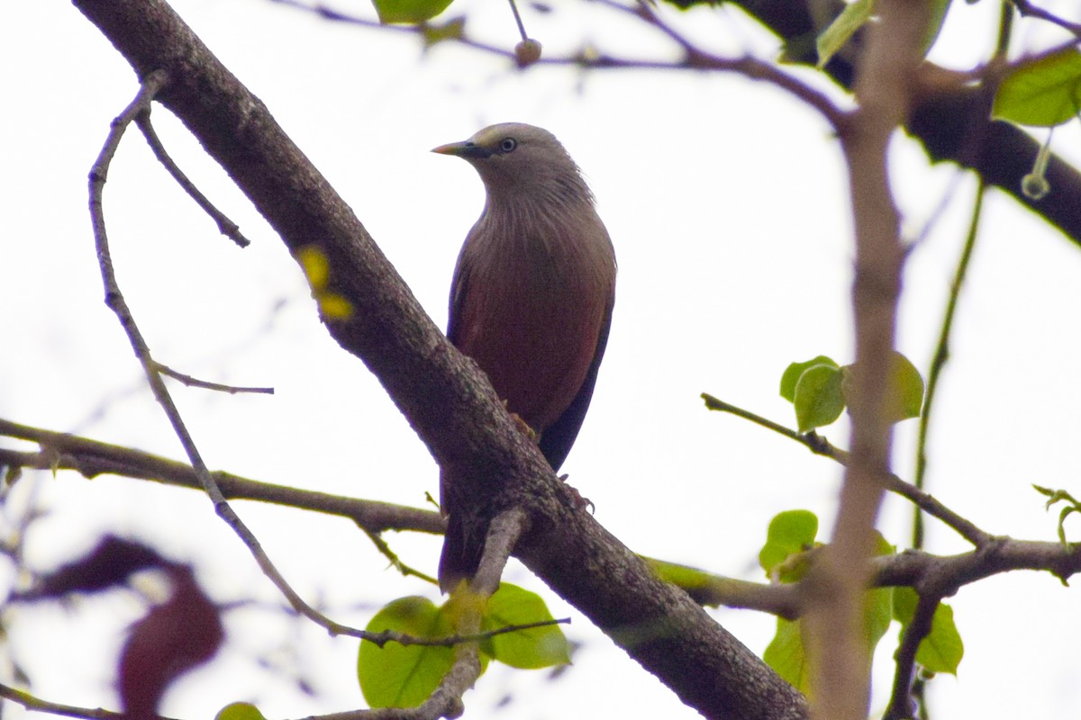 Chestnut-tailed Starling - Dr Sudhir  Jain