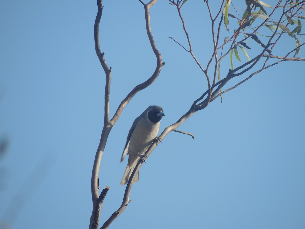 Masked Woodswallow - ML618145091