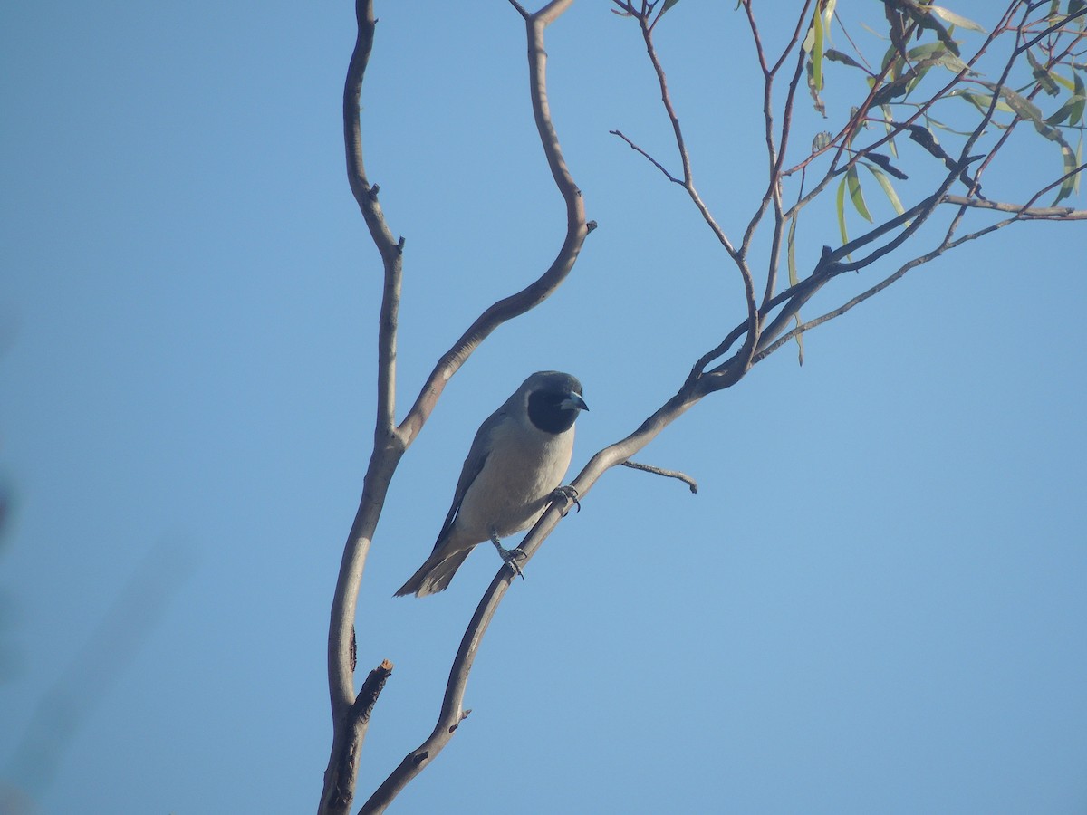 Masked Woodswallow - ML618145092