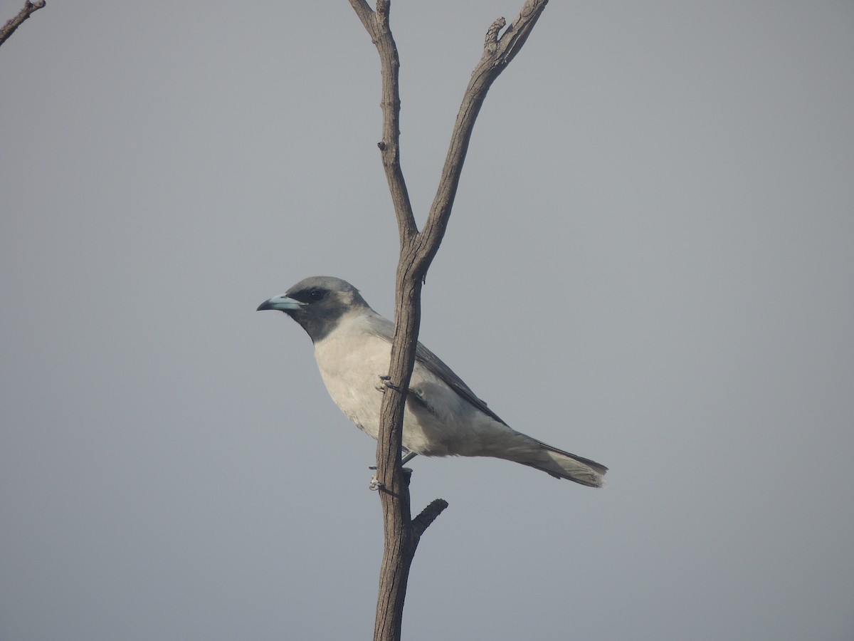 Masked Woodswallow - ML618145093