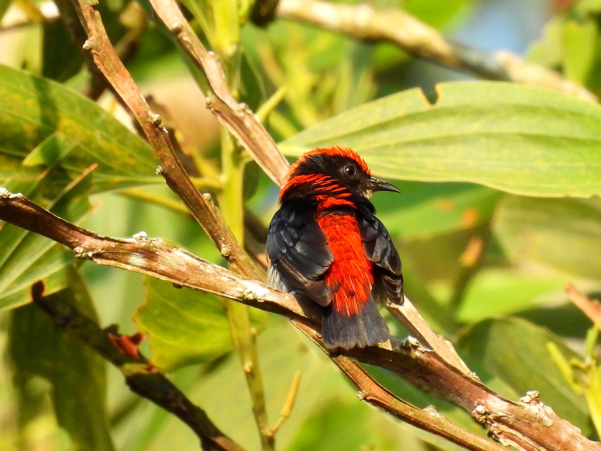 Scarlet-backed Flowerpecker - ML618145143