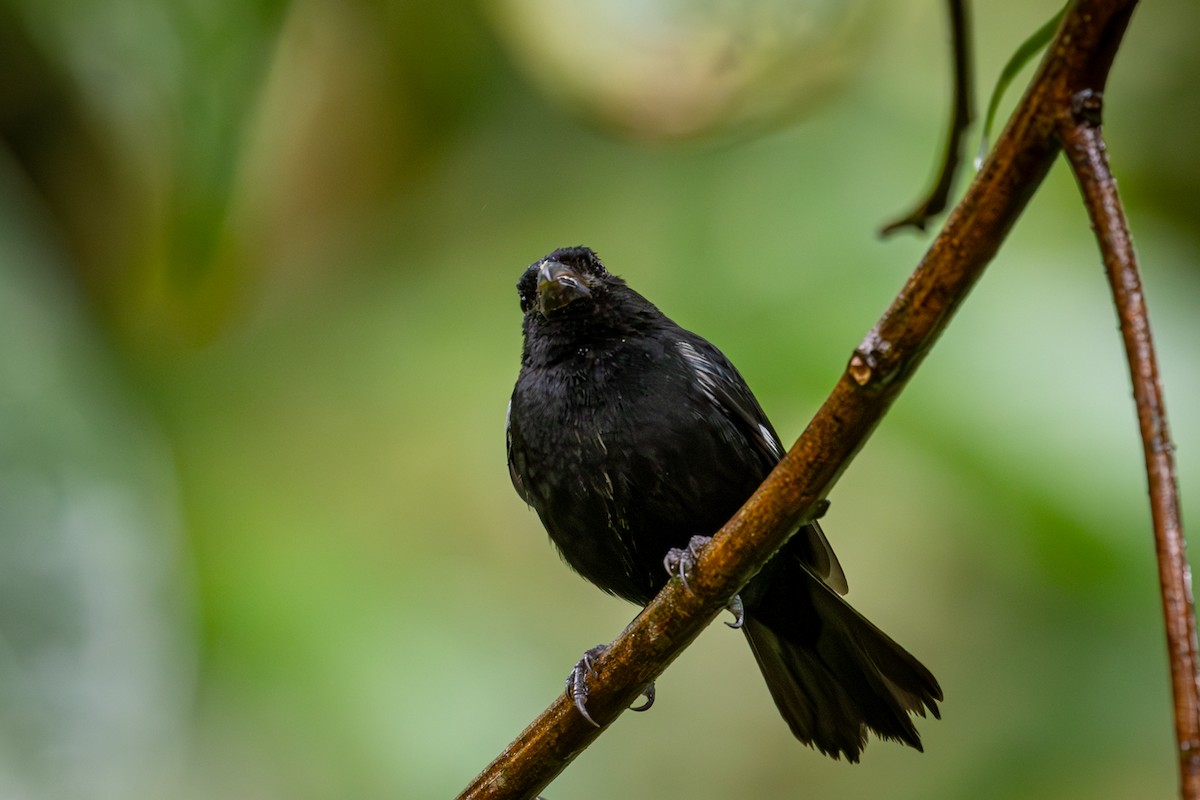 White-lined Tanager - ML618145172