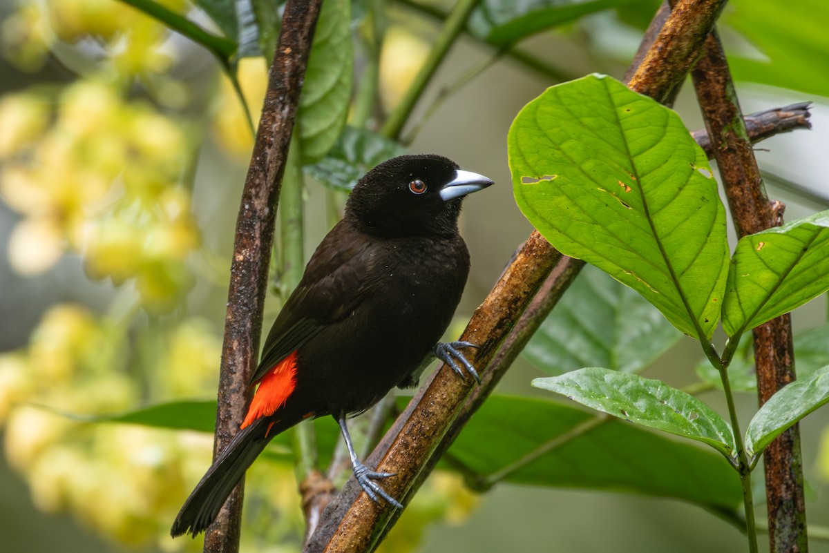 Scarlet-rumped Tanager - ML618145182