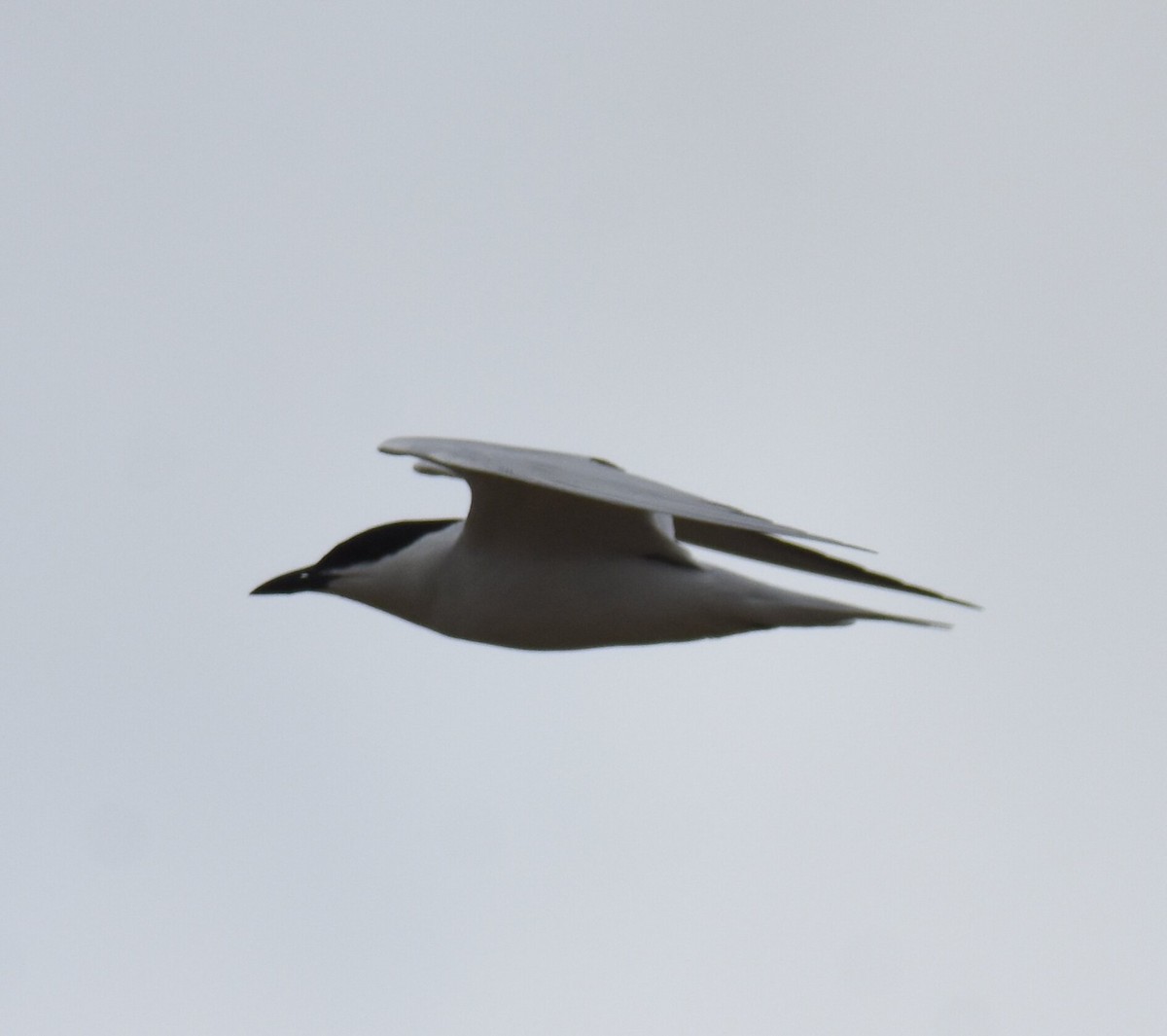 Gull-billed Tern - ML618145213