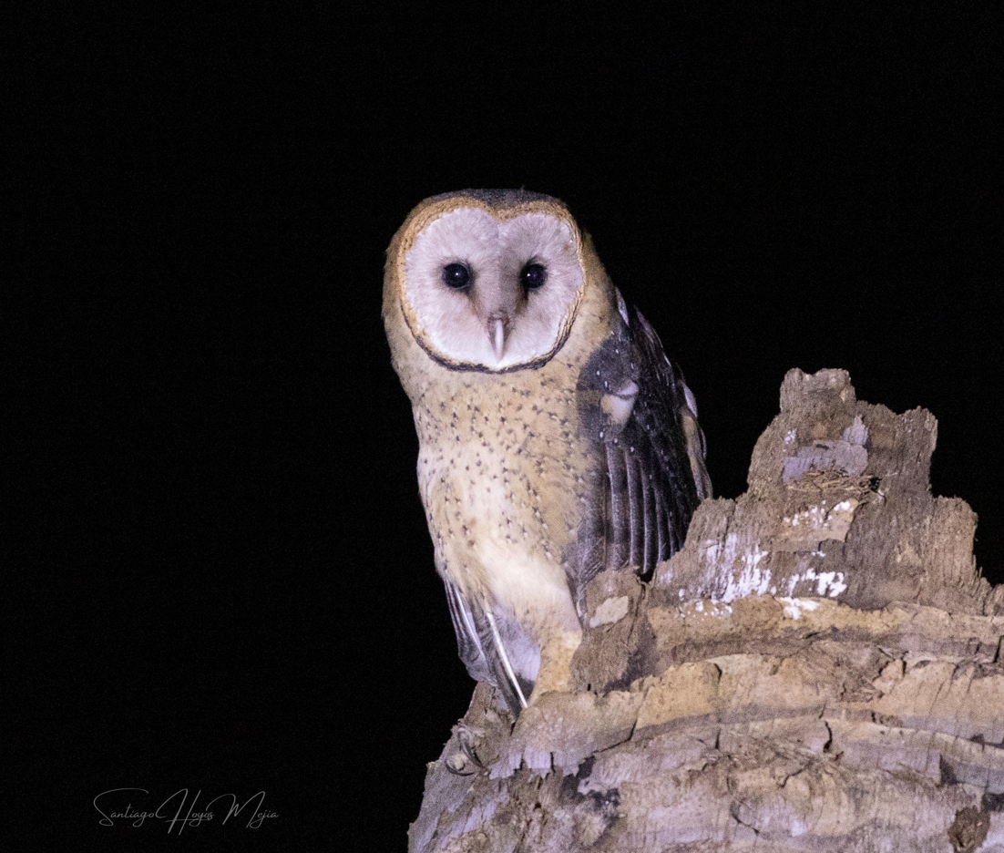 Barn Owl - ML618145221