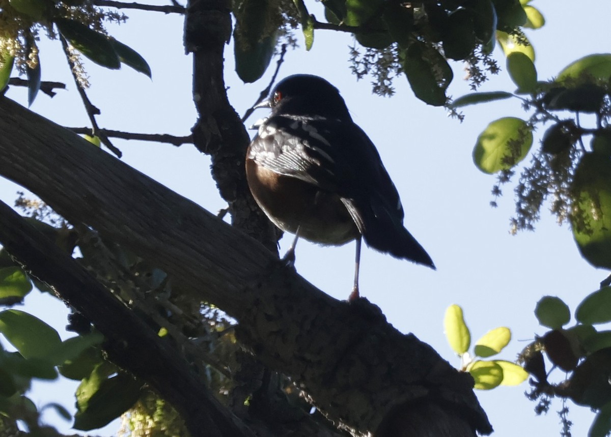 Spotted Towhee - ML618145236