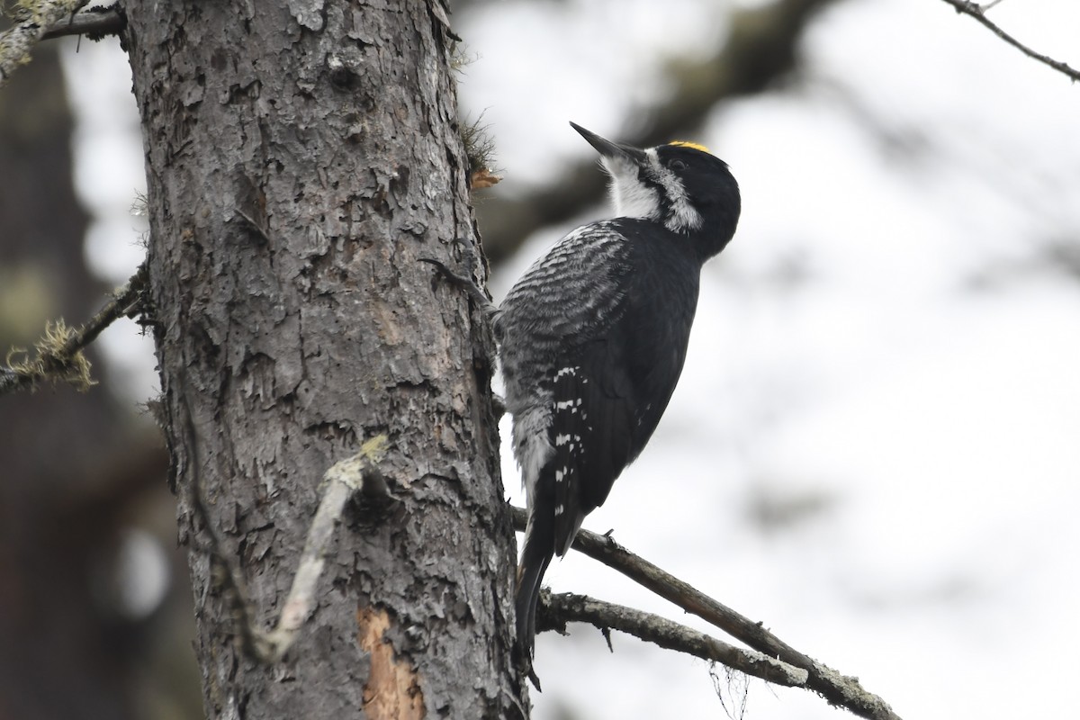 Black-backed Woodpecker - David Mathieu