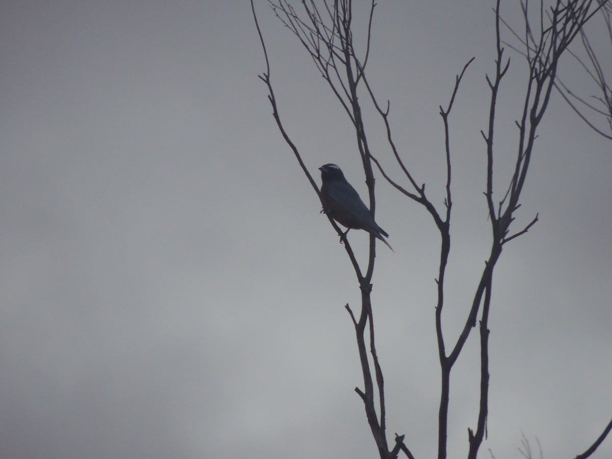 White-browed Woodswallow - George Vaughan
