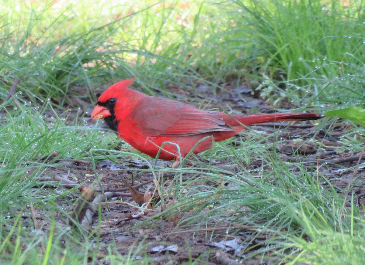 Красный кардинал - ML618145269