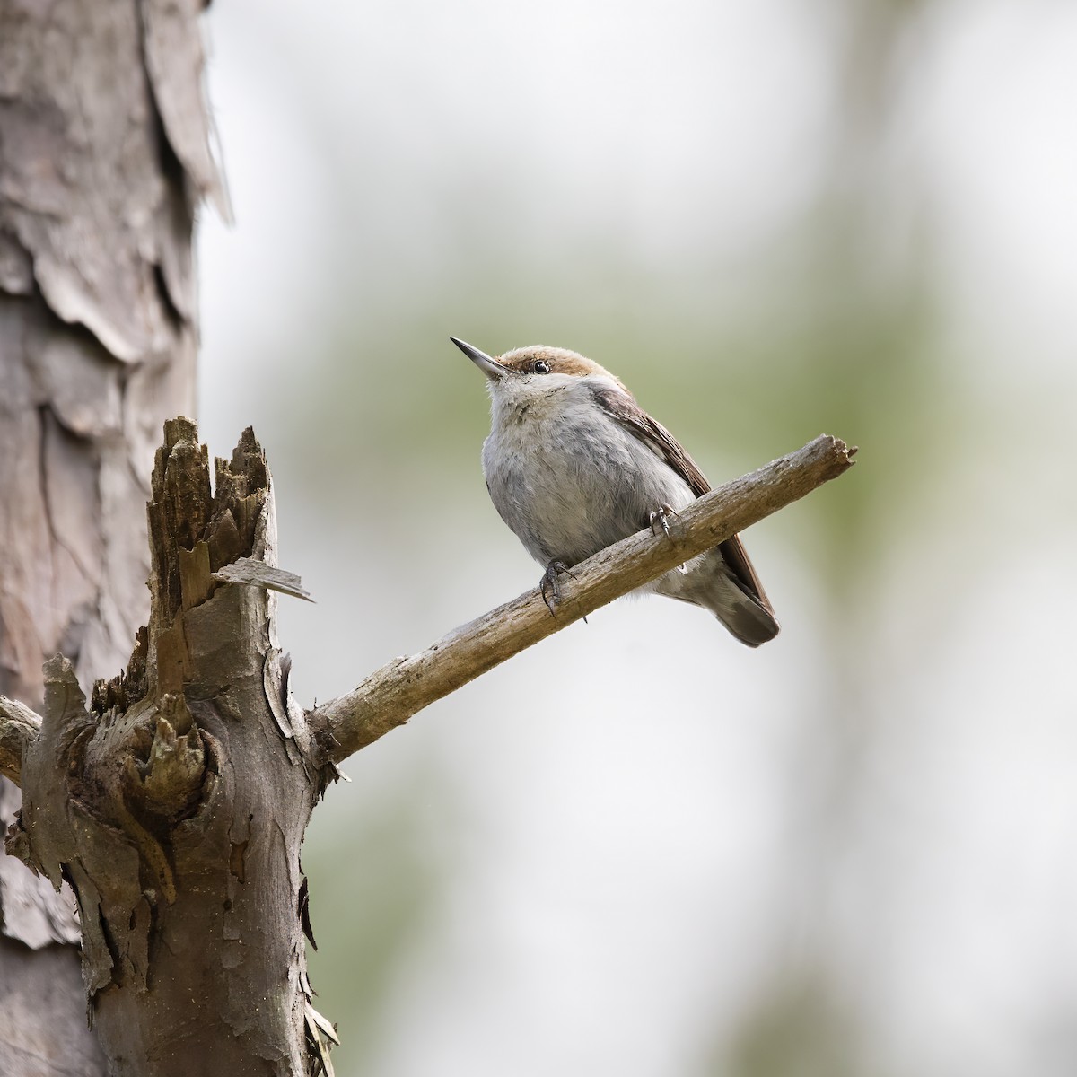 Brown-headed Nuthatch - ML618145270