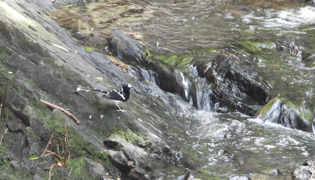 Spotted Forktail - ML618145275